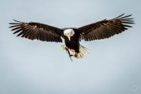 A Bald Eagle in the Air