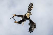 A Bald Eagle in the Air