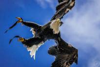 A Bald Eagle in the Air