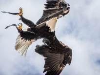 A Bald Eagle in the Air