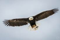A Bald Eagle in the Air