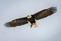 A Bald Eagle in the Air