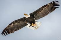 A Bald Eagle in the Air