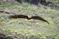 A Bald Eagle in the Air