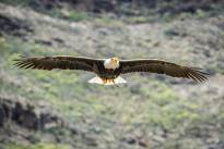 A Bald Eagle in the Air
