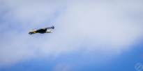 A Bald Eagle in the Air