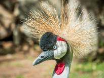 Big Birds Portraits