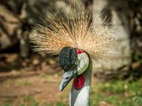 Big Birds Portraits