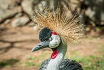 Big Birds Portraits