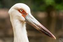Big Birds Portraits