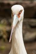 Big Birds Portraits