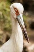 Big Birds Portraits