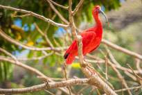 Big Birds Portraits