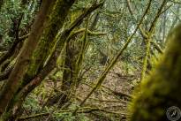 La Gomera, small canary island