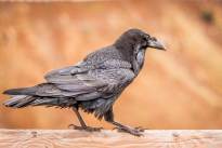 Squirrels and Ravens