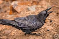 Squirrels and Ravens
