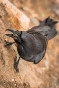 Squirrels and Ravens