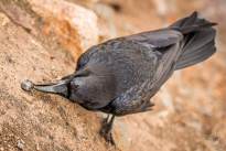 Squirrels and Ravens