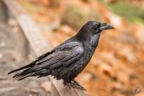Squirrels and Ravens