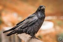 Squirrels and Ravens