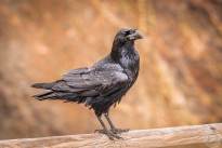 Squirrels and Ravens