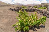A desert vineyard (1)