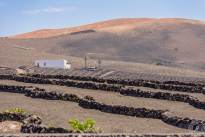 A desert vineyard (10)