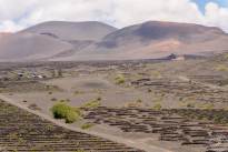 A dessert vineyard (13)