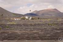 A desert vineyard (14)