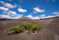 A desert vineyard (16)