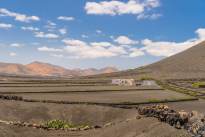 A desert vineyard (2)