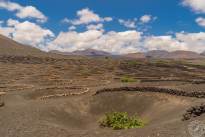 A desert vineyard (3)