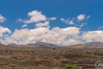 A desert vineyard (4)