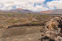A desert vineyard (5)