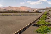 A desert vineyard (6)