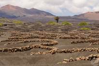 A desert vineyard (7)