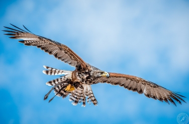 A proud Hawk - The beauty of nature