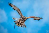 A proud Hawk - The beauty of nature
