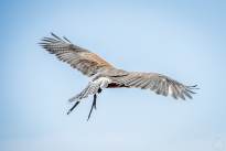 A proud Hawk - The beauty of nature