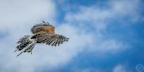 A proud Hawk - The beauty of nature