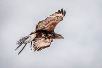 A proud Hawk - The beauty of nature