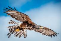 A proud Hawk - The beauty of nature