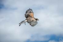A proud Hawk - The beauty of nature
