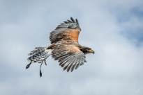 A proud Hawk - The beauty of nature