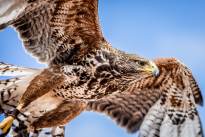 A proud Hawk - The beauty of nature