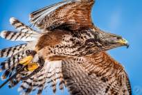 A proud Hawk - The beauty of nature
