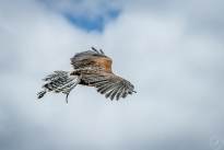 A proud Hawk - The beauty of nature
