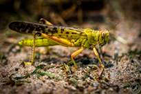 Anacridium aegyptium