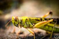 Anacridium aegyptium
