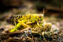 Anacridium aegyptium